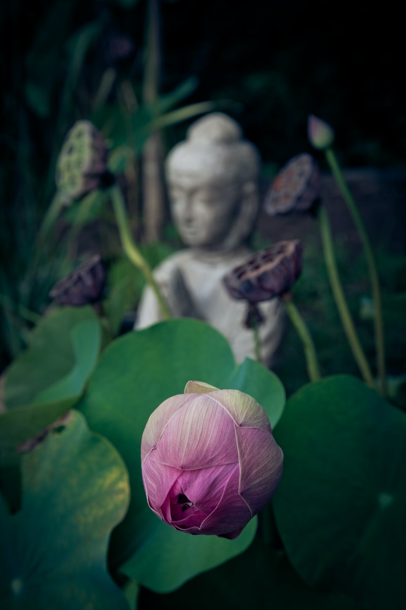Yoga and Ayurveda